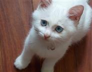 寄养猫狗 猫狗养老-沙河水库家庭宠物猫狗寄养长期临时寄养猫狗-北京昌平区沙河生活圈-北京昌平区沙河宠物-宠物店/服务-北京昌平区沙河宠物店-北京昌平区沙河宠物服务-北京昌平区沙河宠物狗-北京昌平区沙河宠物猫-北京昌平区沙河花鸟鱼虫-地球城宠物频道
