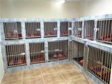 泉州宠物猫寄养