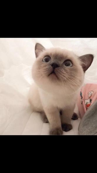 洛阳宠物猫蓝猫价格多少钱一只