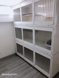 成都宠物猫寄养。