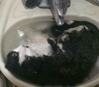 霍营地区寄养宠物猫-北京宠物寄养